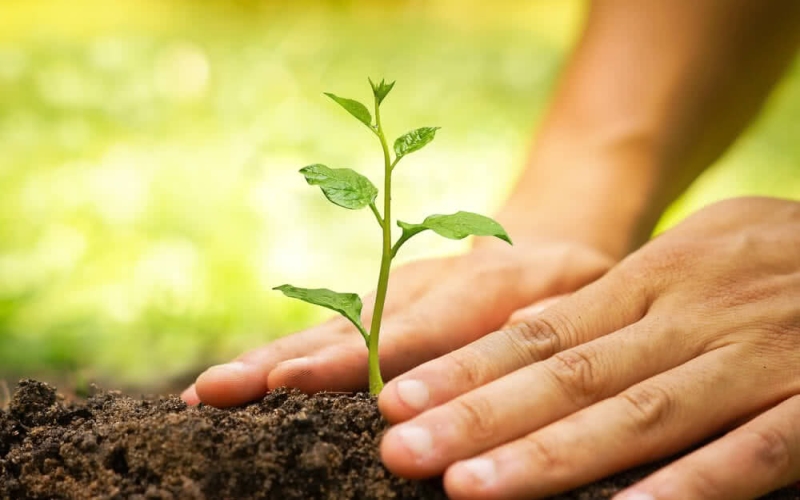 Sustainable Practices in Pine Oil Production: Spotlight on India