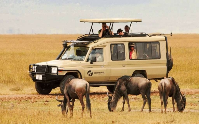 Your Ultimate Guide to the Best Time to Visit Tanzania for Safari Adventures