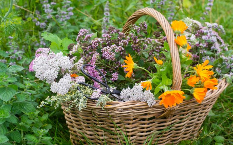 Explore the Popular Usage Benefits of Herbal Flower Ounces