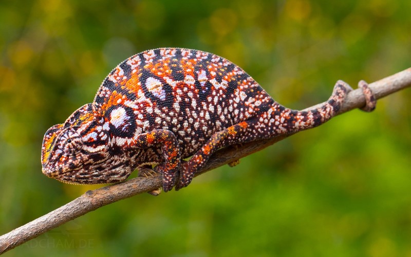 What is a chameleon? Do chameleons hibernate?